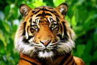 Холст с красками 22х30 см по номерам в коробке (16цв.) Взгляд грозного тигра (Арт. Х-2820)