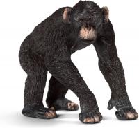 Шимпанзе, самец