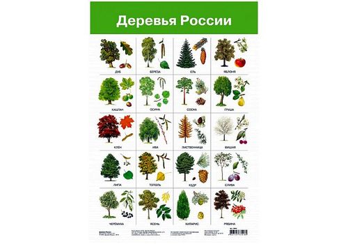 Плакат Деревья России (дрофа)