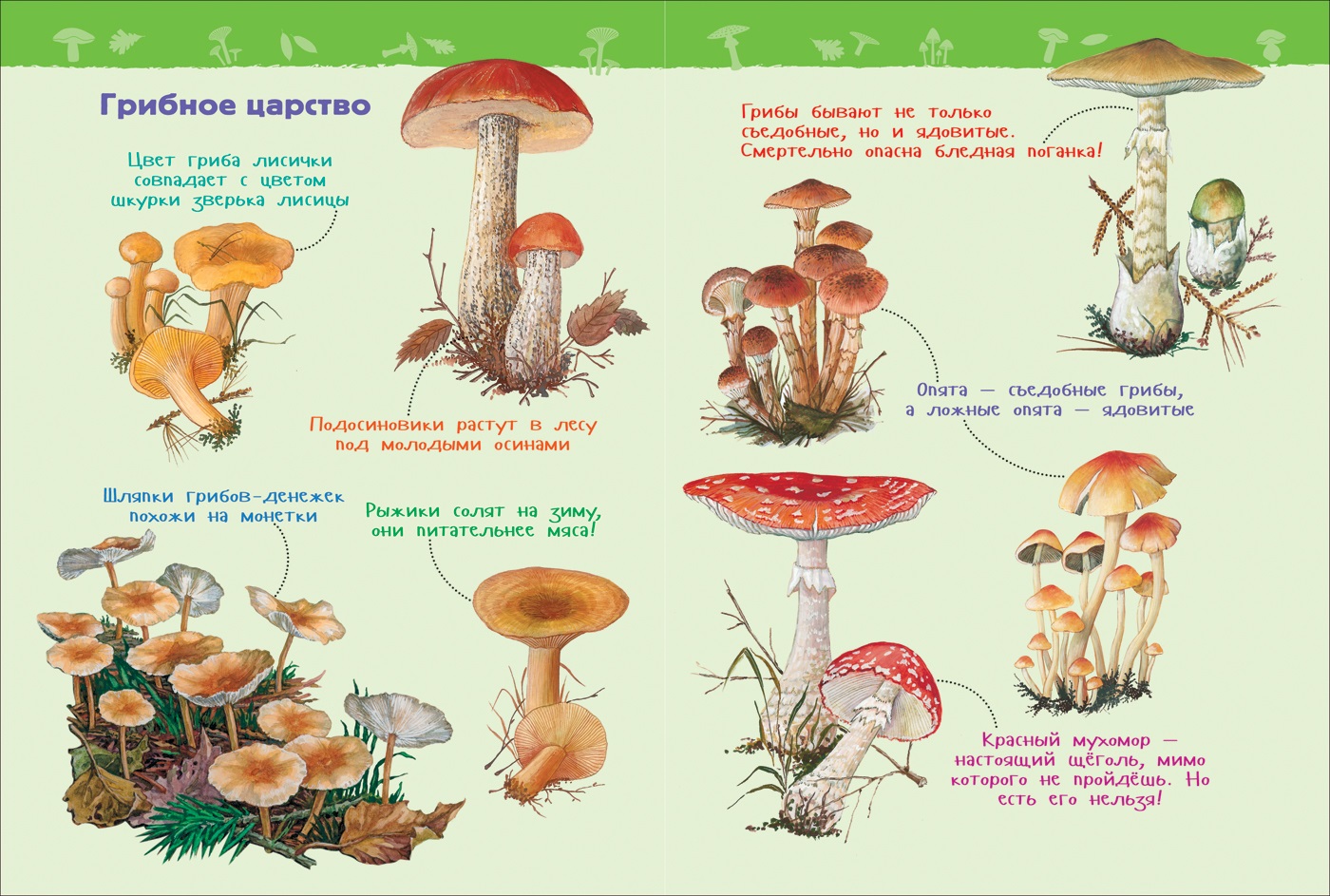 Энциклопедия грибы для детей