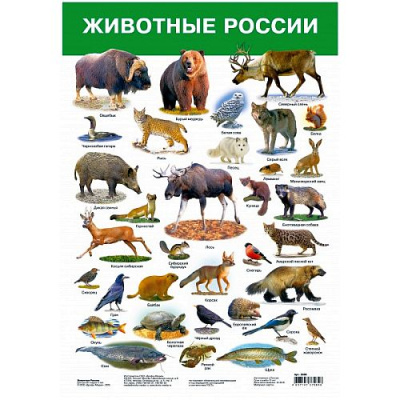 Плакат Животные России
