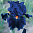 Картина мозаикой (30х30) СИНИЙ ИРИС (квадр. эл-ты) (14 цветов)