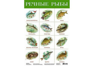 Плакат Речные рыбы (дрофа)