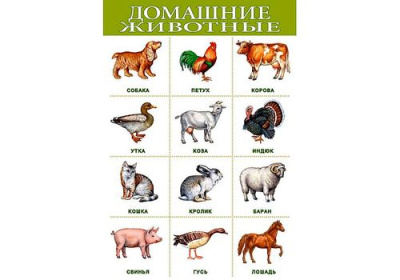 Плакат Домашние животные (дрофа)